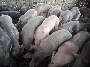 Porci toate categoriile  - imagine 3