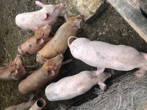 Purcei de vânzare  - imagine 5