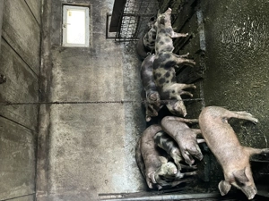 Porci toate categoriile  - imagine 4