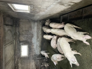 Porci toate categoriile  - imagine 5