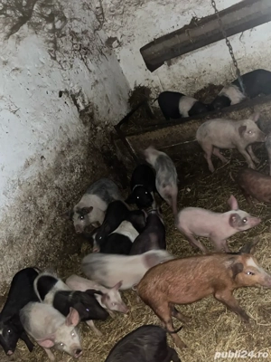 vand grasuni si purcei - imagine 2