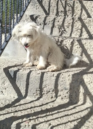 Bibi drăgălașa caută familie ! - imagine 3