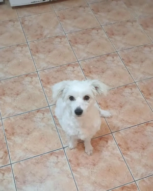 Bibi drăgălașa caută familie !