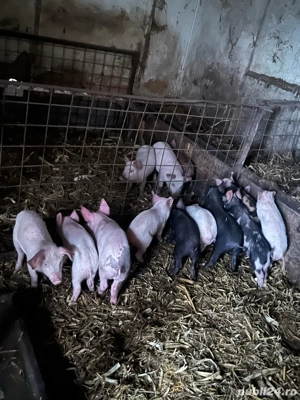 vand grasuni si purcei - imagine 5