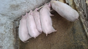 Vând 5 scrofite,vârstă 3 luni - imagine 2