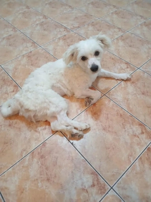 Bibi drăgălașa caută familie ! - imagine 2