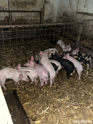 vand grasuni si purcei - imagine 3