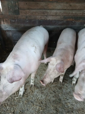 porci de vânzare  - imagine 3