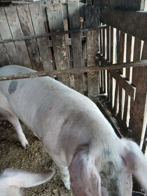 porci de vânzare  - imagine 2