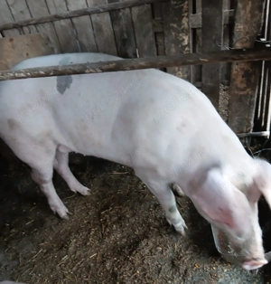 porci de vânzare  - imagine 4