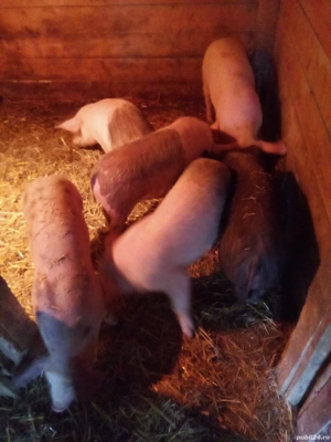 vind soldani de 13 saptamini - imagine 2