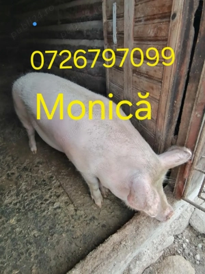 Vând porc crescut natural 