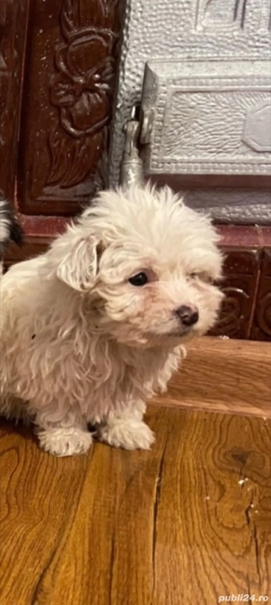 băiețel bichon maltez 
