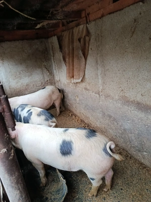 Vand Porci crescuti la curte  - imagine 2