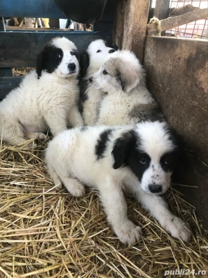 Vand catei rasa ciobanesc de bucovina - imagine 3