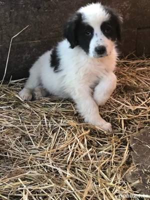 Vand catei rasa ciobanesc de bucovina - imagine 2