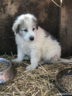 Vand catei rasa ciobanesc de bucovina - imagine 4