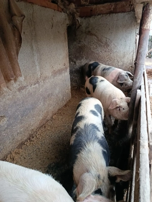 Vand Porci crescuti la curte  - imagine 3