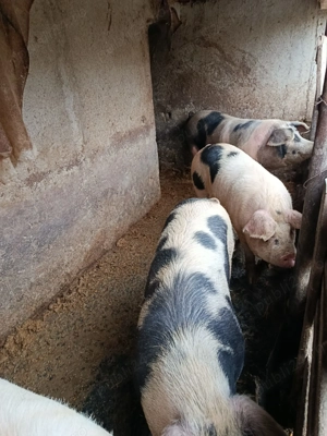Vand Porci crescuti la curte  - imagine 4