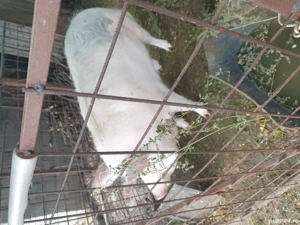 de vânzare  - imagine 2