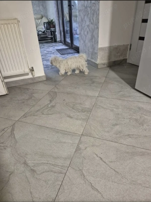 Bichon maltease  - imagine 4