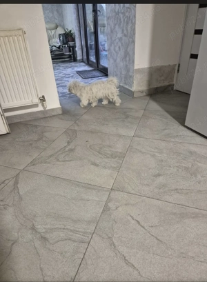 Bichon maltease  - imagine 3