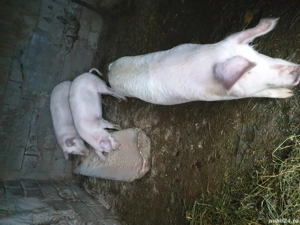 de vânzare  - imagine 3