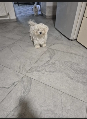 Bichon maltease  - imagine 2