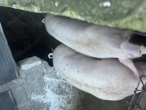 Porci 80-120 kg - imagine 2