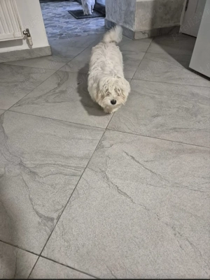 Bichon maltease  - imagine 5