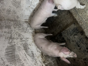 Porci 80-120 kg