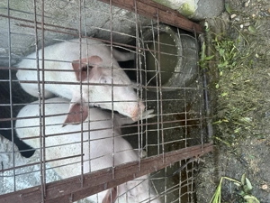 Porci 80-120 kg - imagine 4