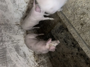 Porci 80-120 kg - imagine 3