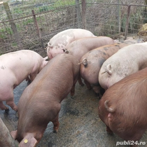 Porci de vânzare - imagine 3