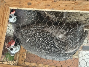 Vând bibilici de carne - imagine 2