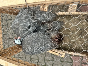 Vând bibilici de carne