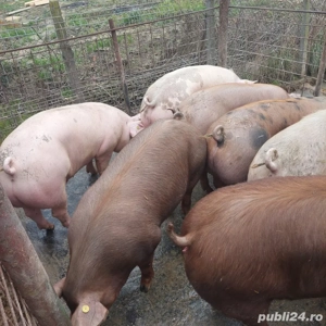 Porci de vânzare - imagine 2