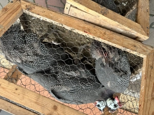 Vând bibilici de carne - imagine 5