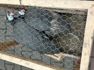 Vând bibilici de carne - imagine 4