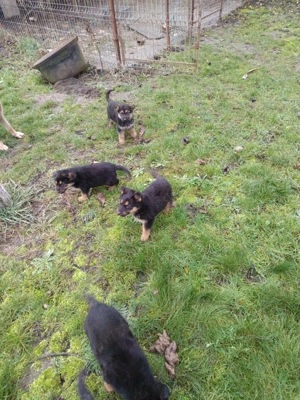 Căței Ciobanesc german 