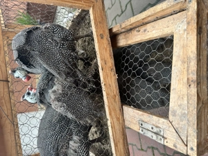 Vând bibilici de carne - imagine 3