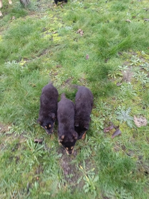 Căței Ciobanesc german  - imagine 2