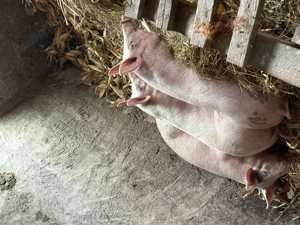 porci de vanzare - imagine 2