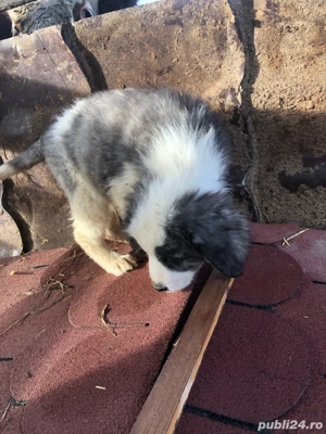 Vand catei rasa ciobanesc de bucovina - imagine 5