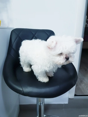 Bichon maltez toy  - imagine 2