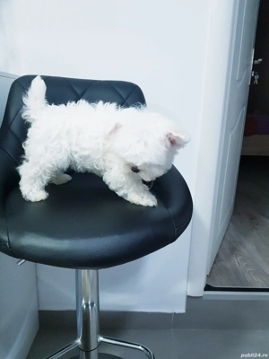 Bichon maltez toy  - imagine 5