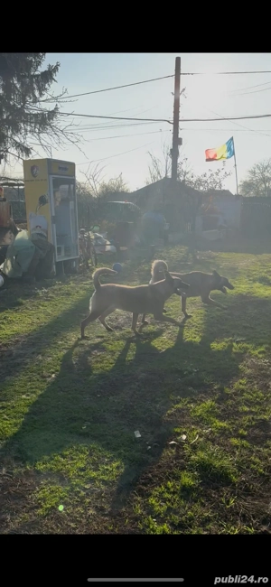 Doua femele Malinois 