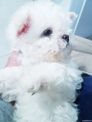 Bichon maltez toy  - imagine 3