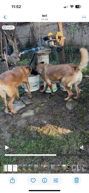 Doua femele Malinois  - imagine 2