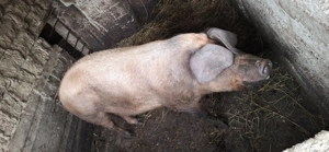 vand porc. - imagine 3